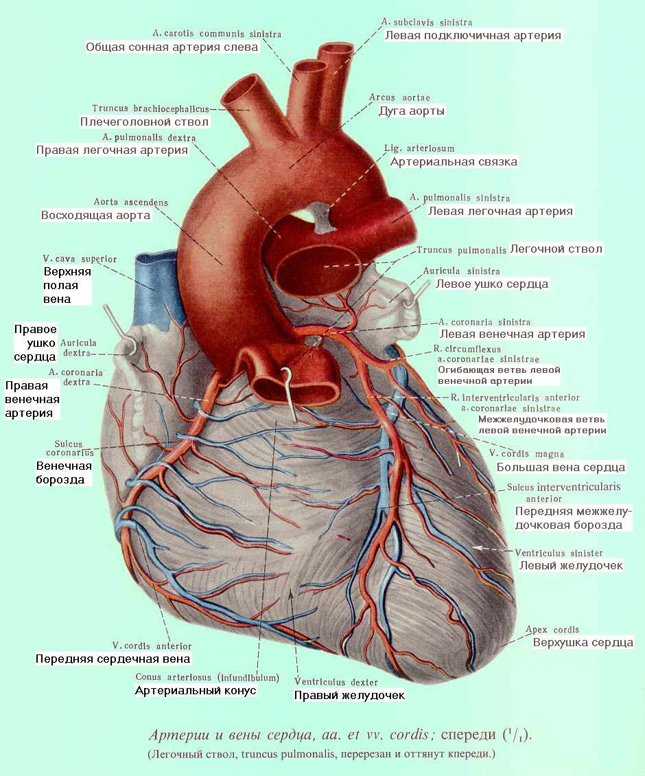 Правая сердечная артерия. Строение сердца анатомия латынь. Строение сердца легочный ствол аорта. Коронарные артерии анатомия атлас. Строение сердца человека с аортой.